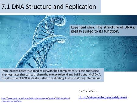 7.1 DNA Structure and Replication