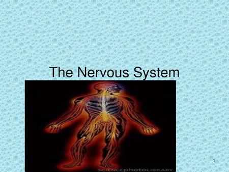 The Nervous System.