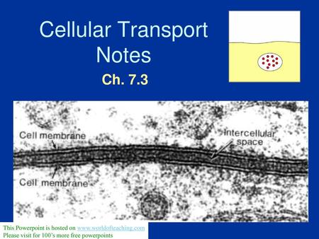 Cellular Transport Notes