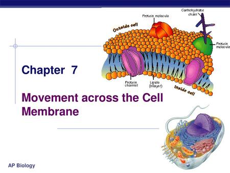 Chapter 7 Movement across the Cell Membrane