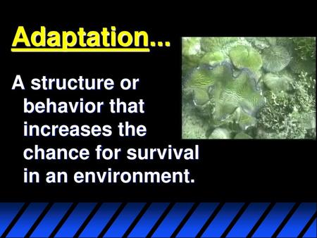 Adaptation... A structure or behavior that increases the chance for survival in an environment.