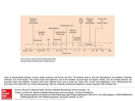 Sizes of representative bacteria, viruses, yeasts, protozoa, and human red cells. The bacteria range in size from Mycoplasma, the smallest, to Bacillus.