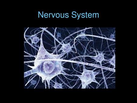 Nervous System.