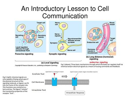 An Introductory Lesson to Cell Communication