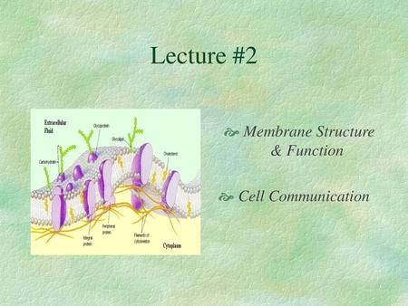 Membrane Structure & Function