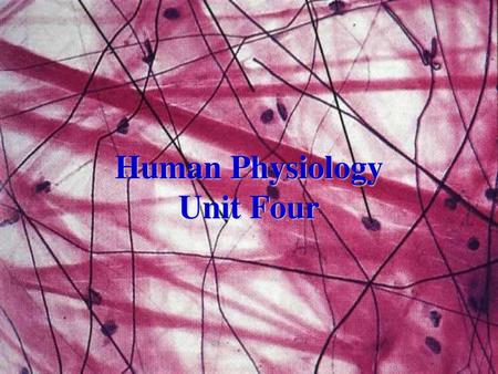 Human Physiology Unit Four