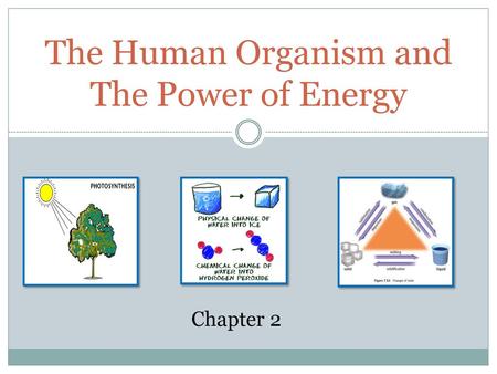 The Human Organism and The Power of Energy