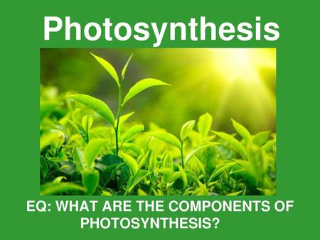 EQ: WHAT ARE THE COMPONENTS OF PHOTOSYNTHESIS?