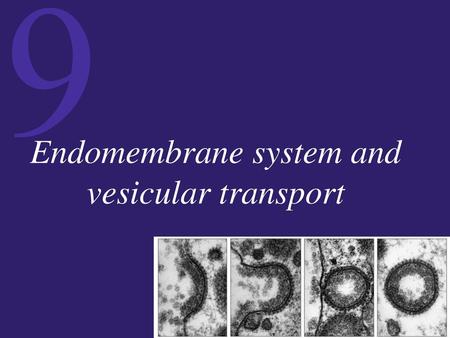 Endomembrane system and vesicular transport