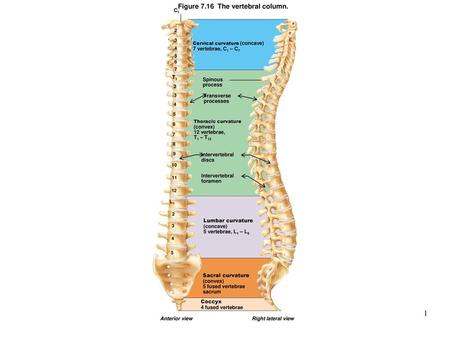 Figure 7.16 The vertebral column.