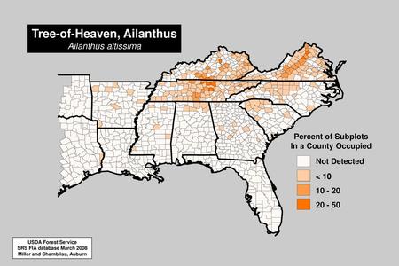 Tree-of-Heaven, Ailanthus