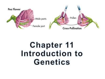 Chapter 11 Introduction to Genetics