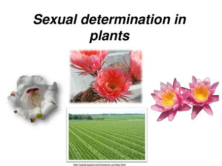 Sexual determination in plants