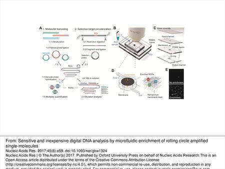 Figure 1. Single-molecule analysis through microfluidic enrichment of rolling circle amplification products. (A) Sample preparation and target detection.