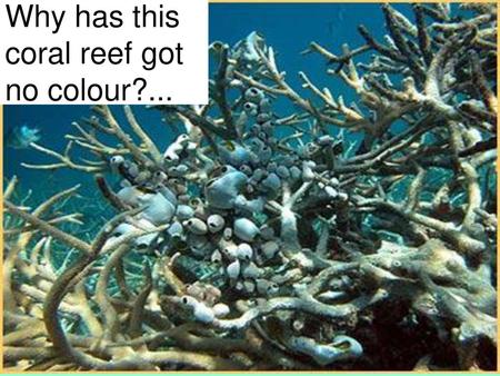 Why has this coral reef got no colour?...