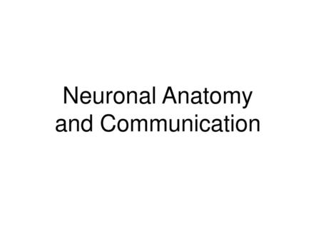 Neuronal Anatomy and Communication