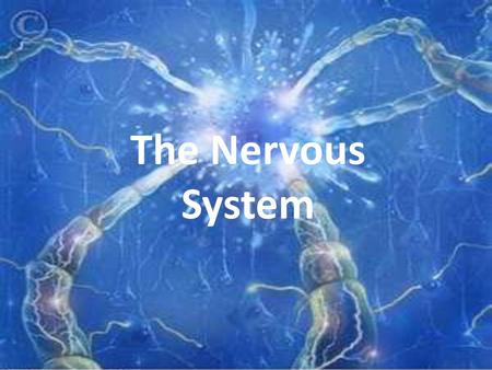 The Nervous System.