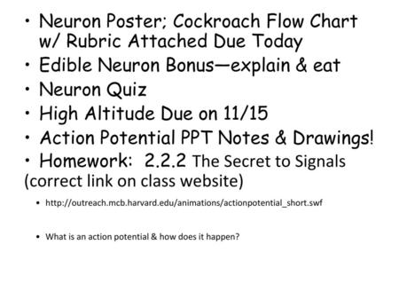 Neuron Poster; Cockroach Flow Chart w/ Rubric Attached Due Today