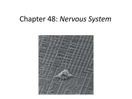 Chapter 48: Nervous System