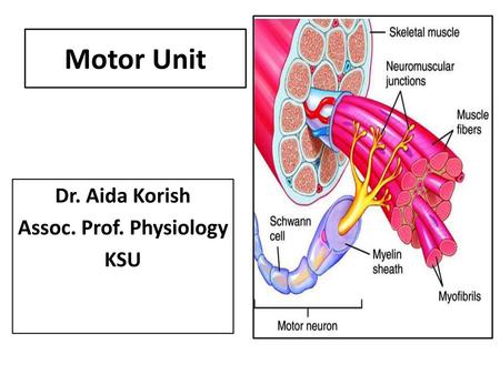 Dr. Aida Korish Assoc. Prof. Physiology KSU