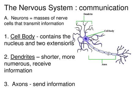 The Nervous System : communication