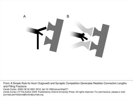 Figure 1. Competition for establishing neural connections