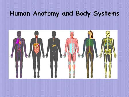 Human Anatomy and Body Systems