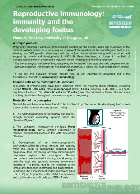 The Placenta: The Maternal-Fetal Interface