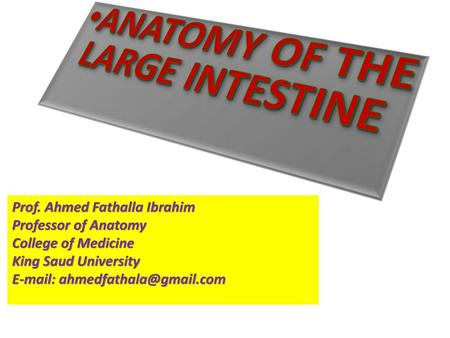 ANATOMY OF THE LARGE INTESTINE