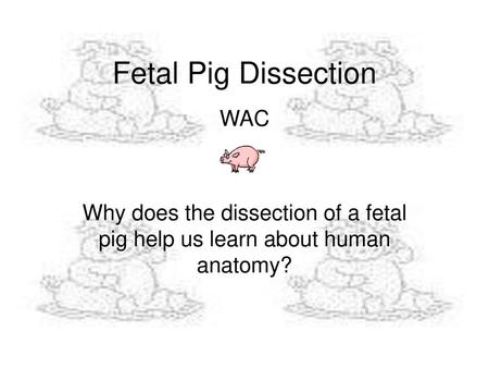 Fetal Pig Dissection WAC