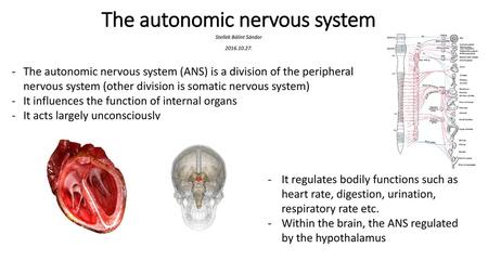 The autonomic nervous system