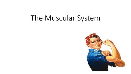 The Muscular System.