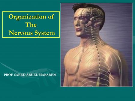 Organization of The Nervous System