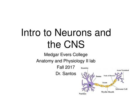 Intro to Neurons and the CNS