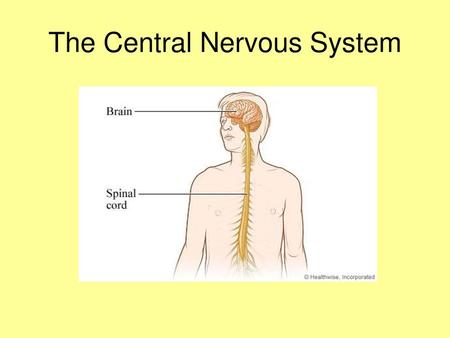 The Central Nervous System