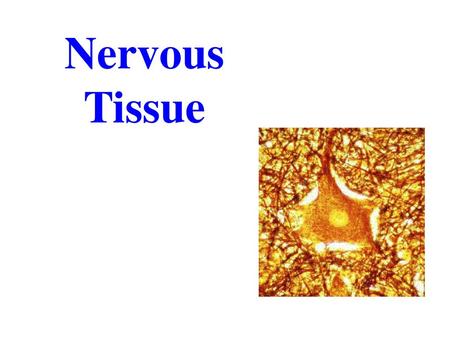 Nervous Tissue.