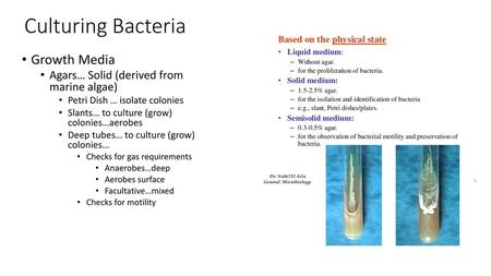 Culturing Bacteria Growth Media