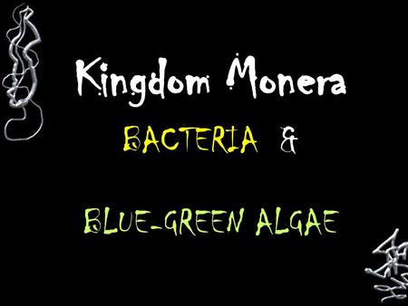 Kingdom Monera BACTERIA & BLUE-GREEN ALGAE