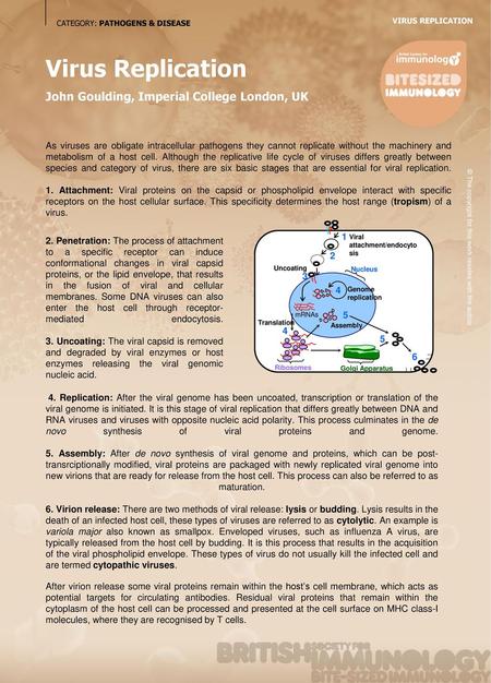 Virus Replication John Goulding, Imperial College London, UK