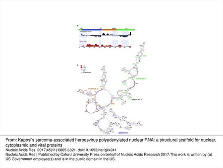 Figure 1. Architecture of the KSHV PAN RNA