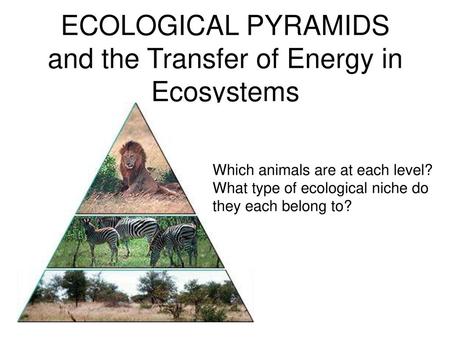 ECOLOGICAL PYRAMIDS and the Transfer of Energy in Ecosystems