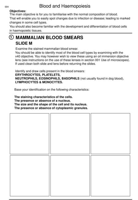 MAMMALIAN BLOOD SMEARS SLIDE M