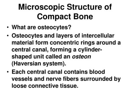 Microscopic Structure of Compact Bone