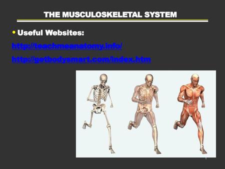 THE MUSCULOSKELETAL SYSTEM