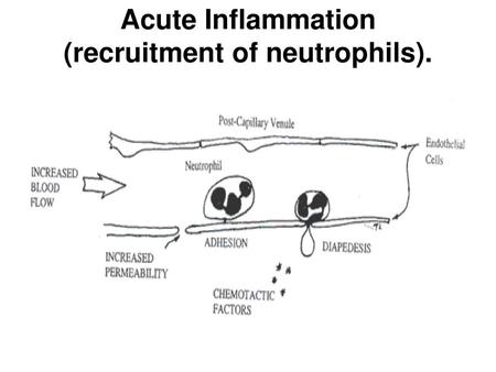 Acute Inflammation (recruitment of neutrophils).