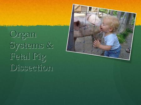 Organ Systems & Fetal Pig Dissection