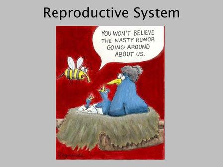 Reproductive System.