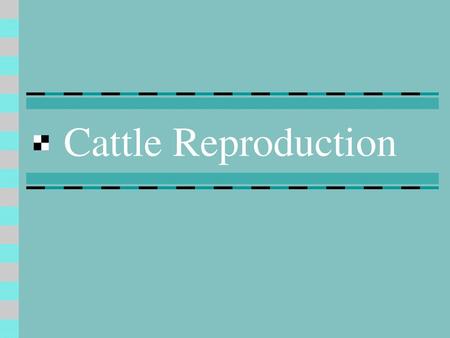 Cattle Reproduction.