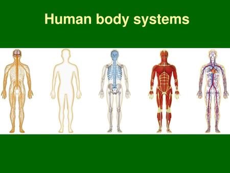 Human body systems.