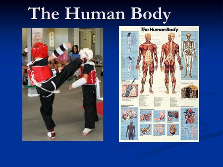 The Human Body.